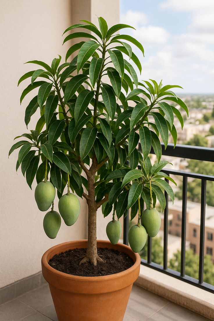 Mangifera indica Plant ( Mango Tree / Aam Tree )